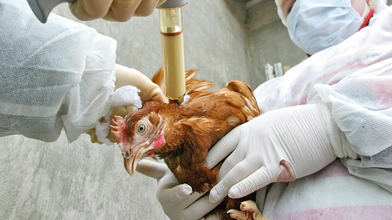 Результаты мониторингов по птичьему гриппу в Азербайджане