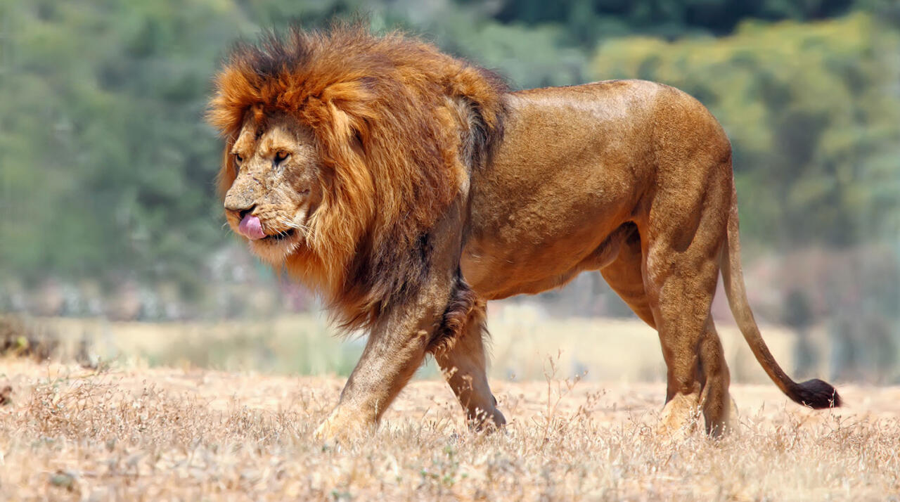 Выявлен первый случай передачи коронавируса от льва из зоопарка к человеку