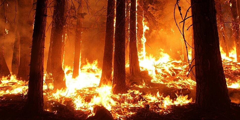 Сильнейший лесной пожар в Австралии