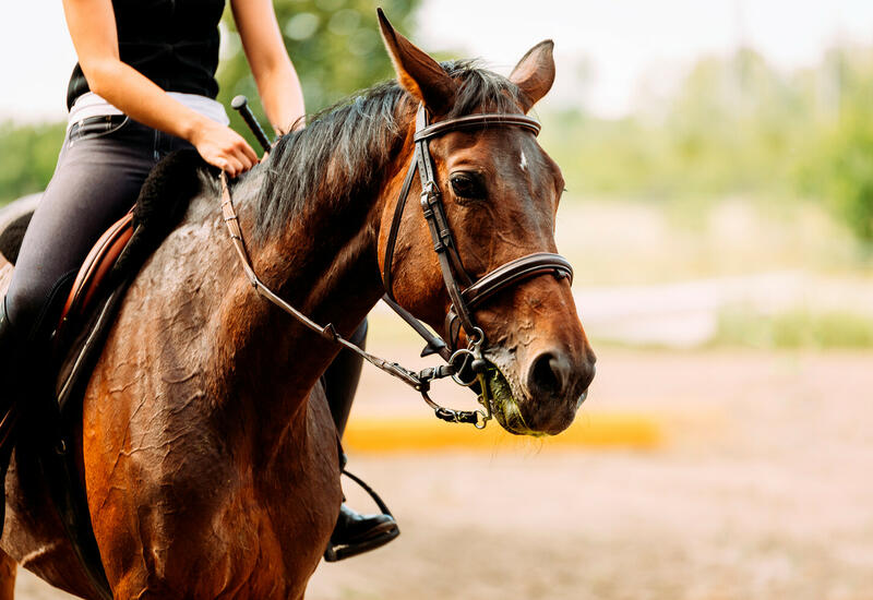 Верховая езда может помочь при хронической боли в пояснице
