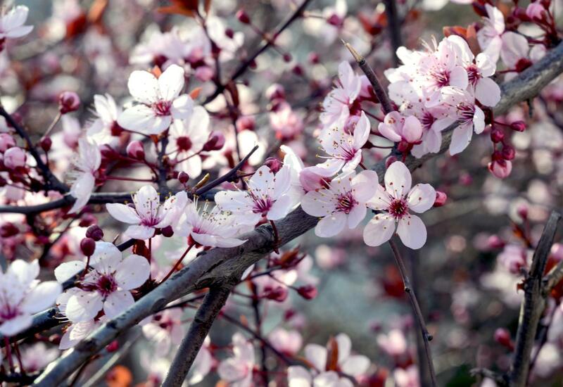 В Сеуле впервые за 3 года пройдет полноценный фестиваль цветения сакуры