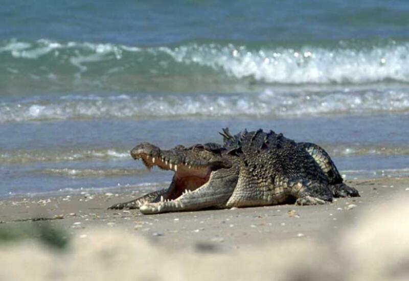 Огромный крокодил подкрался к мужчине на пляже и попал