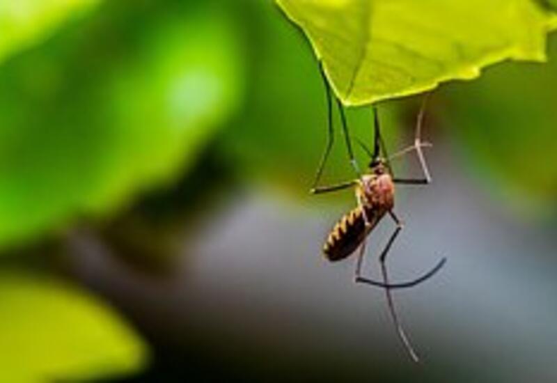 В США зафиксировали переселение тропических комаров
