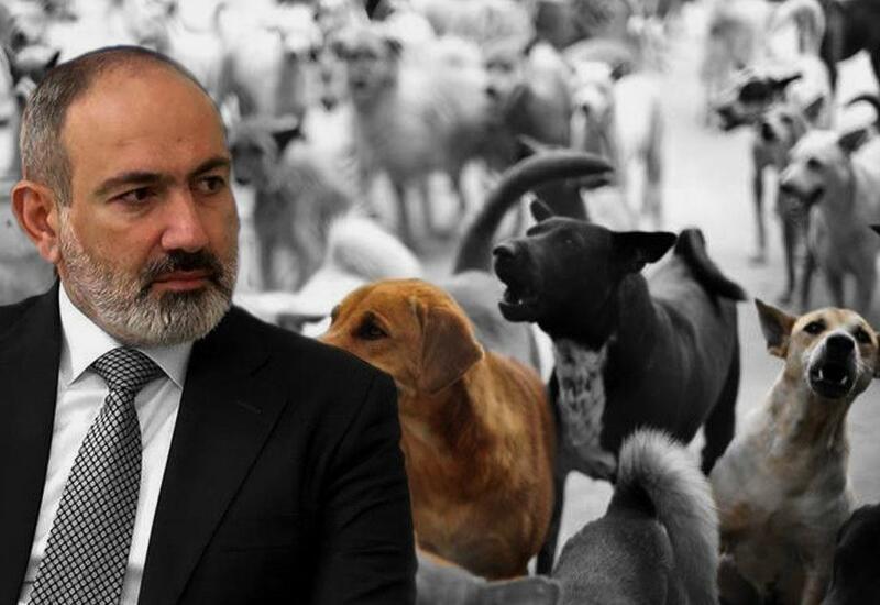 Erməni cəmiyyəti “hürən köpəklər”miş