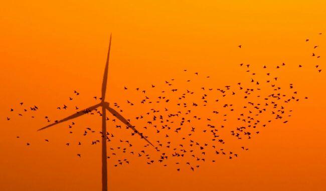 Нидерланды вводят ограничения на зеленую энергетику