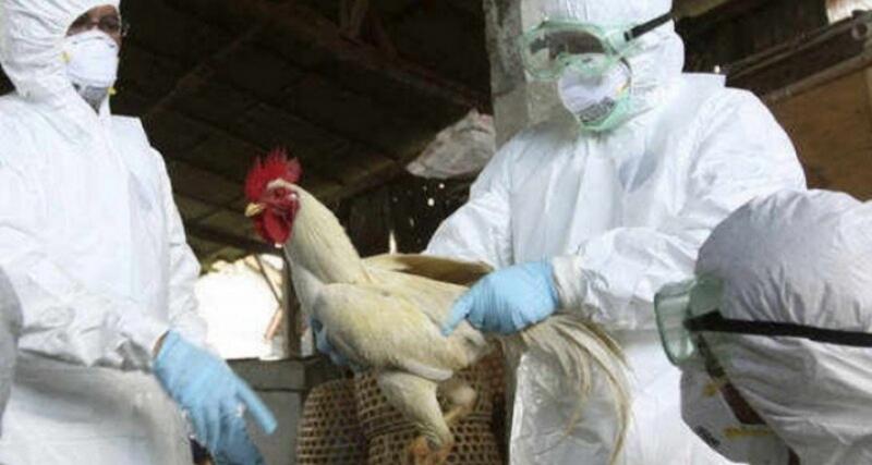 Стали известны результаты мониторинга на наличие птичьего гриппа