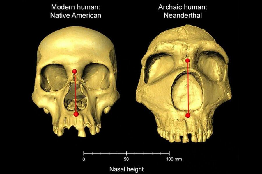 Ученые нашли полученный от неандертальцев ген