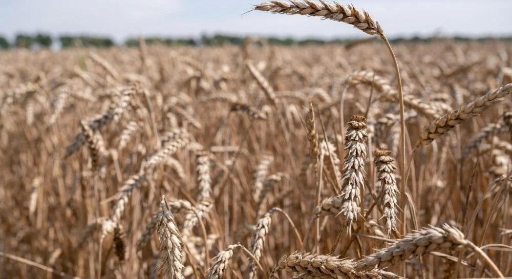 Мировые цены на пшеницу упали