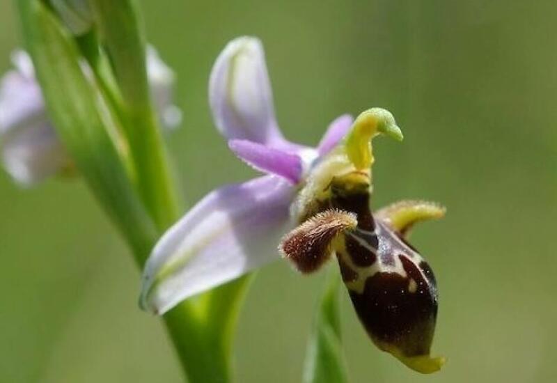 В Зангилане выявлены два новых вида цветка "харыбюльбюль"