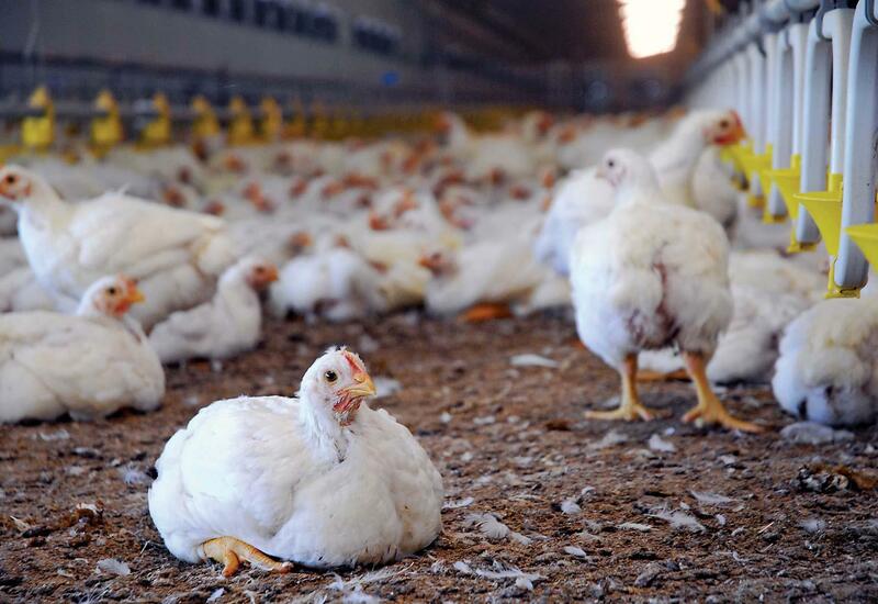Азербайджан временно ограничивает импорт продукции от иранского производителя птицы