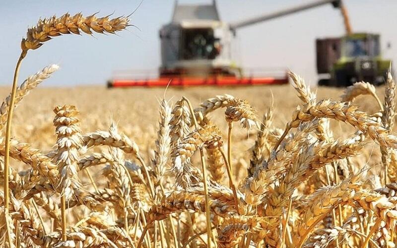 Производители зерна в Испании просят о помощи