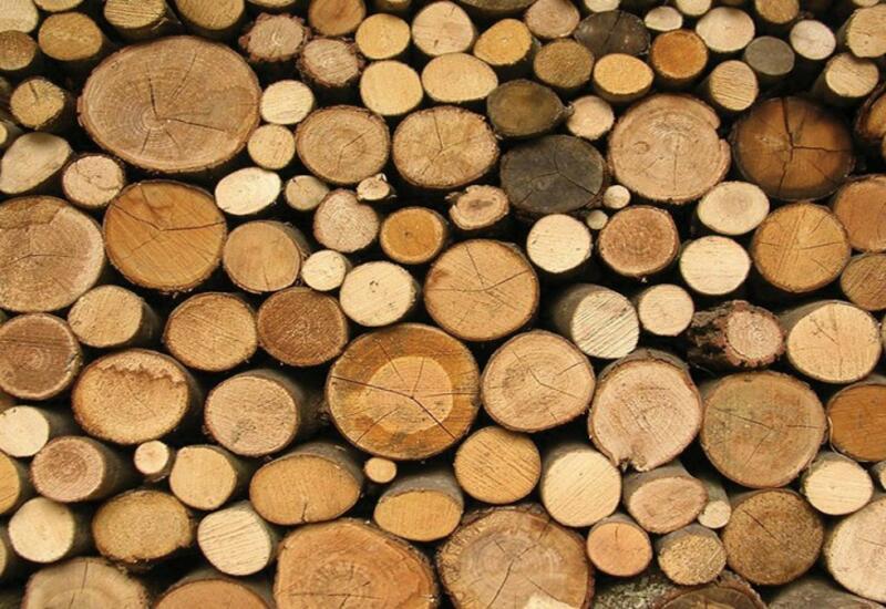 Германия обсуждает использование древесины для достижения климатической нейтральности