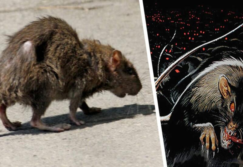 На знаменитом азиатском пляже начались нападения крыс на туристов