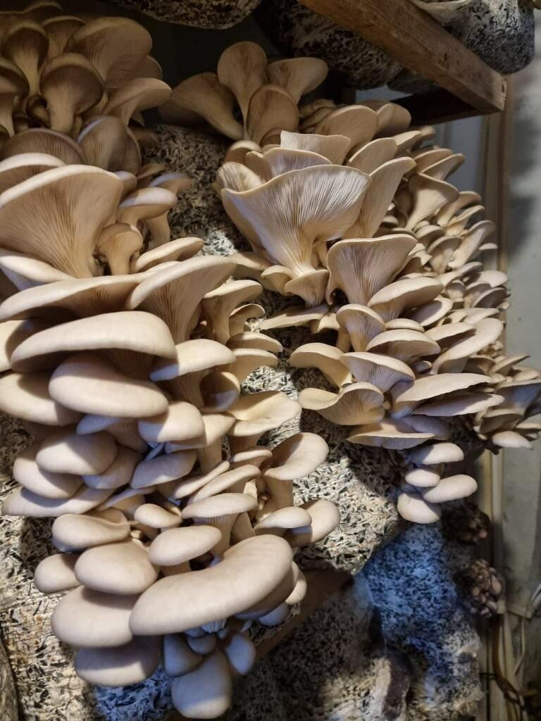 Приключения в царстве грибов