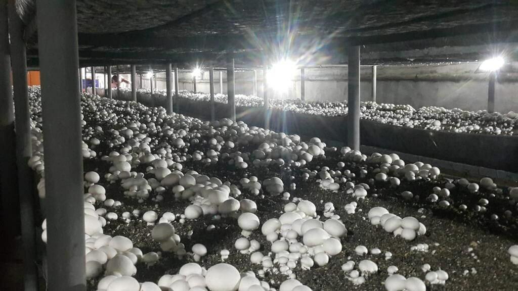 Приключения в царстве грибов