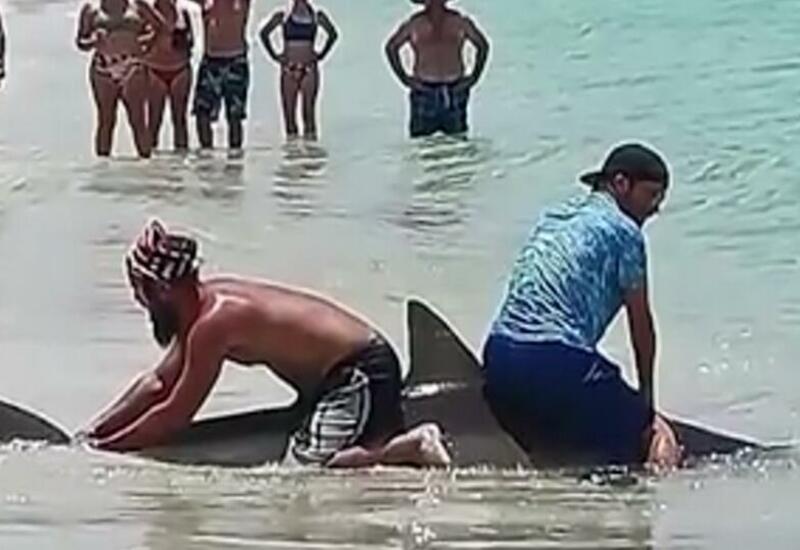 Попытка нескольких туристов "оседлать" акулу попала на