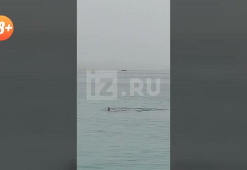 Акула съела туриста, отдыхавшего на пляже в Хургаде