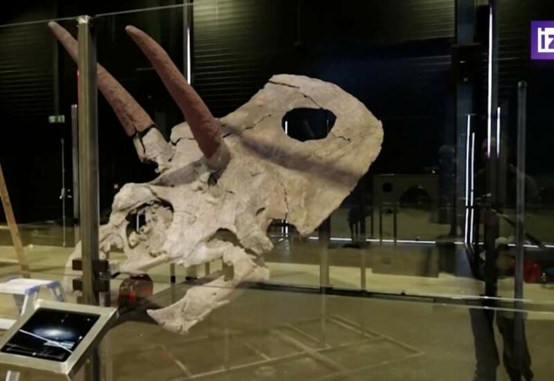 В датском Музее эволюции представят череп торозавра