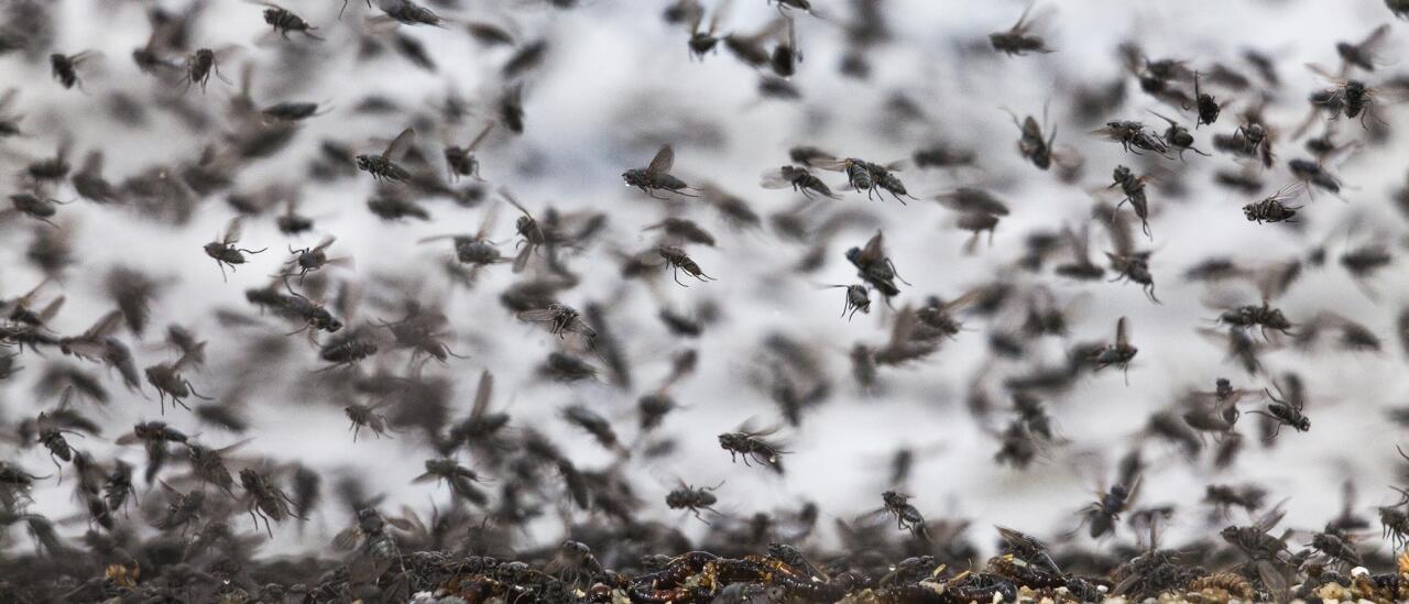 Полчища мух налетели на отдыхающих в Британии