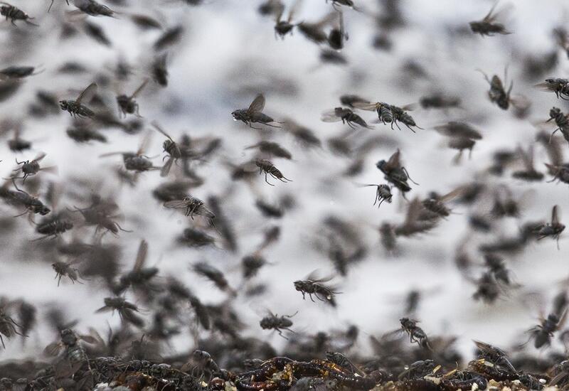 Полчища мух налетели на отдыхающих в Британии