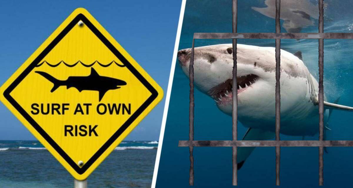 Какие отели Египта обезопасили посетителей от нападений акул?