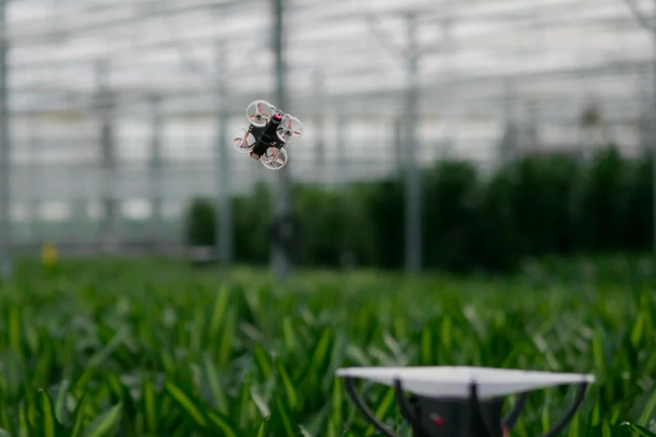 Ученые открыли охоту на насекомых с помощью мини-дронов