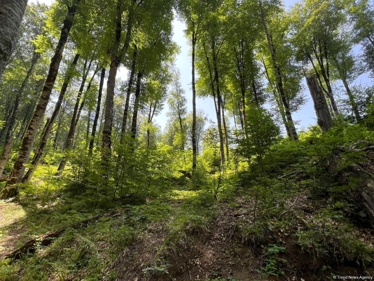 Уникальное творение природы