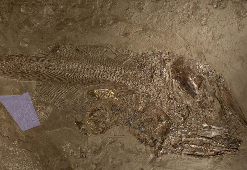 Обнаружена окаменелость древней рыбы, умершей по глупой причине