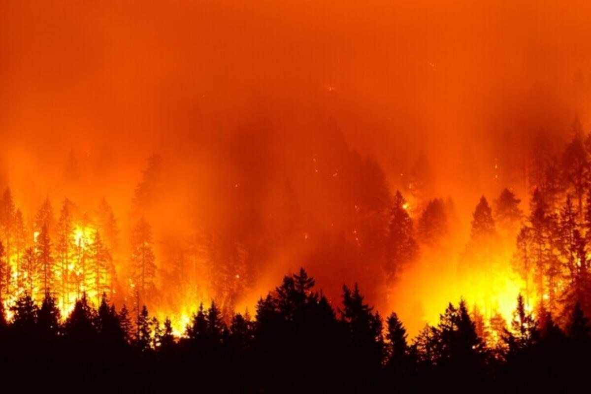 Число погибших при лесных пожарах на Гавайях увеличилось