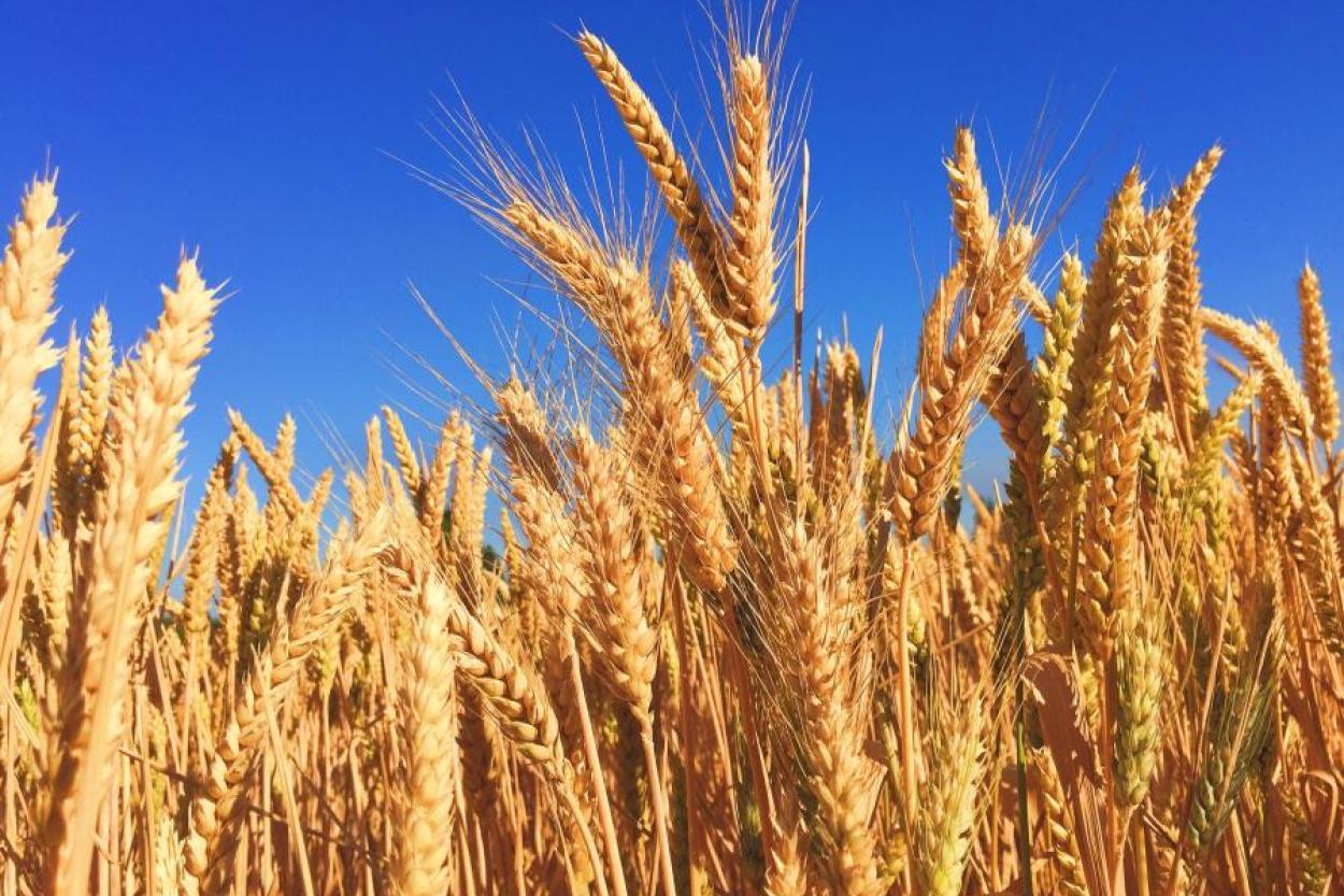 Миру предрекли нехватку пшеницы
