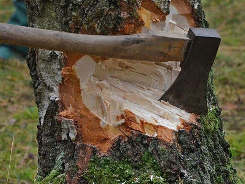 Какое наказание ждет тех, кто занимался незаконной вырубкой деревьев?