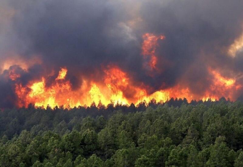 Сильный лесной пожар в Чанаккале взят под контроль