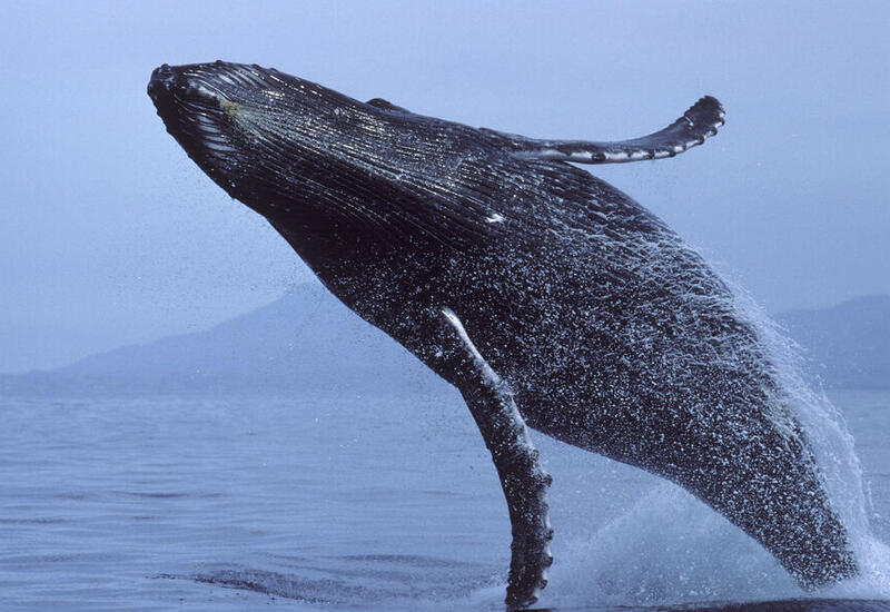 Ученые обнаружили неожиданно высокий уровень мутаций у китов