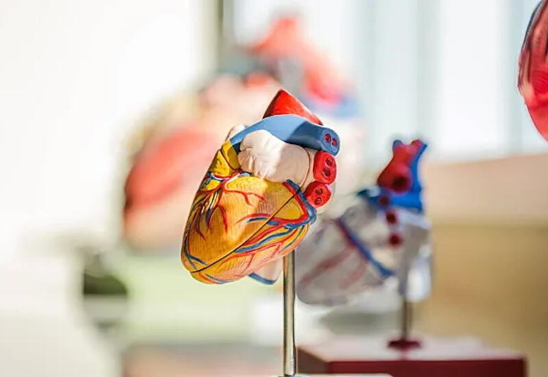 Найдено новое направление лечения болезней сердца