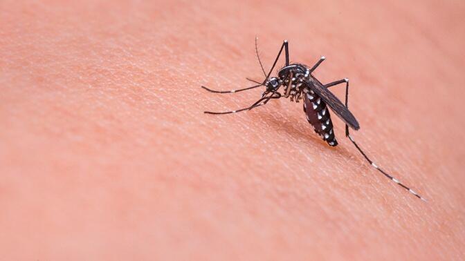 В Тайване тысячи человек заразились лихорадкой денге