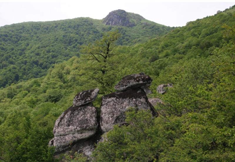 Гирканские леса внесены в Список всемирного наследия ЮНЕСКО