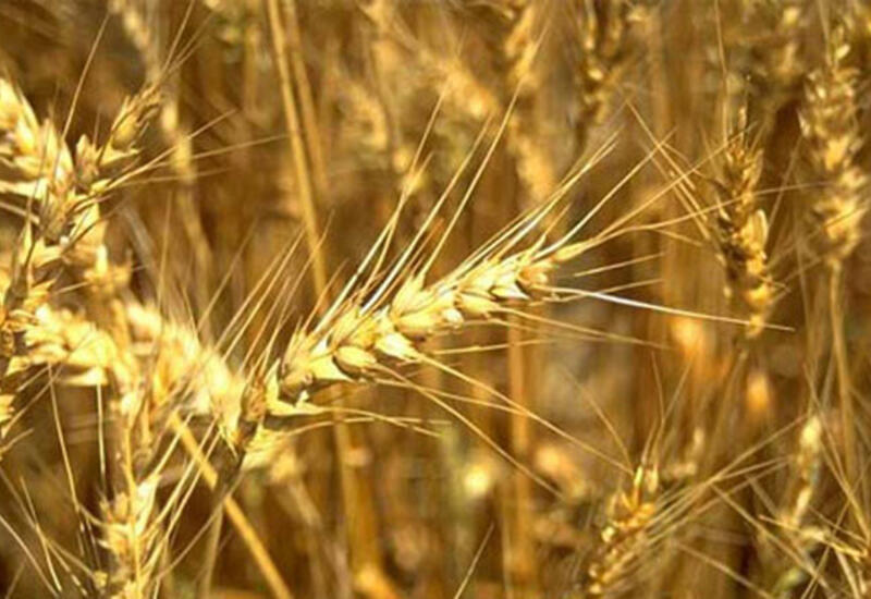 В Кыргызстане запрещают экспорт пшеницы и муки
