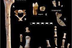 Обнаружен ящик с коллекцией костей неандертальцев