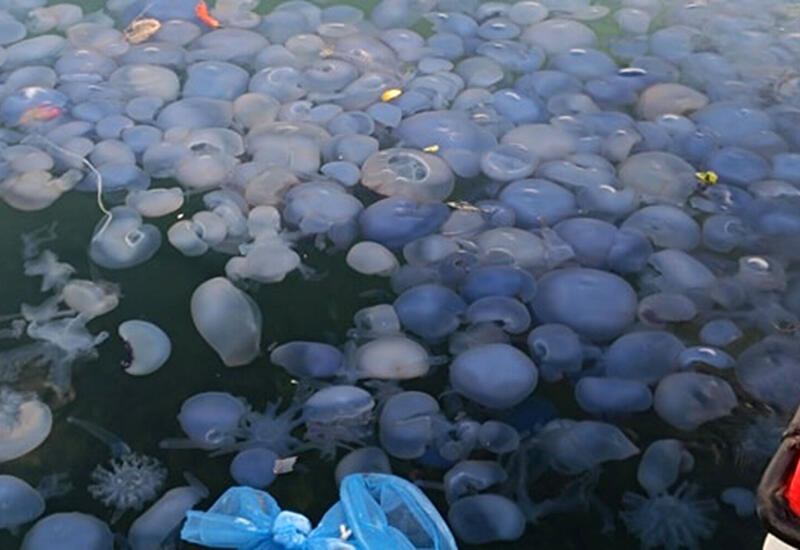 На турецком курорте произошло нашествие медуз