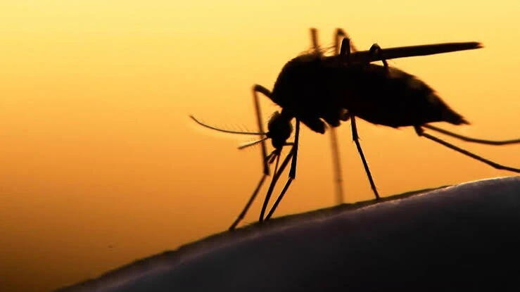 В Африке распространяется стойкая к лекарствам малярия