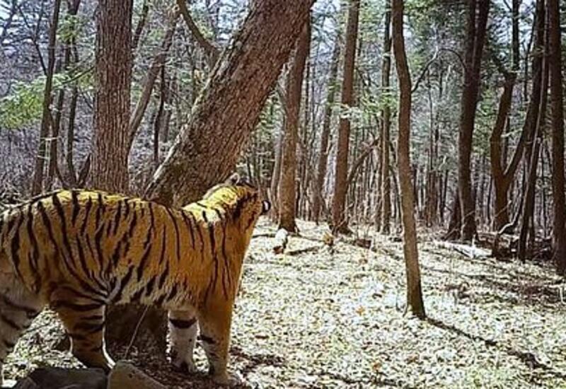 Котенок самой знаменитой в мире тигрицы попал на