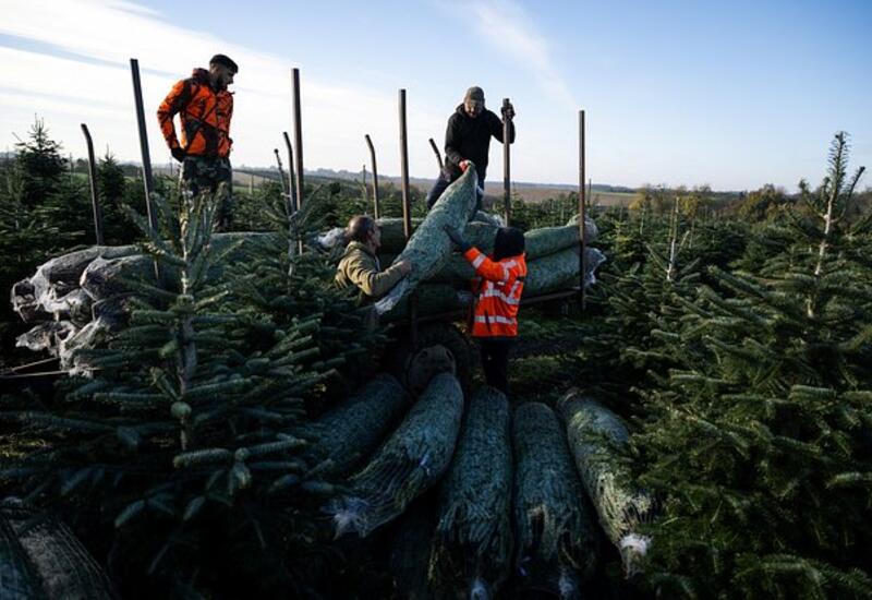 Европейская страна столкнулась с риском остаться без рождественских елок