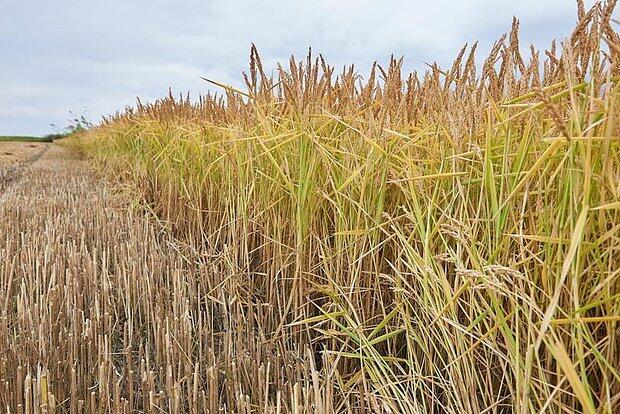 Россия продлила запрет на вывоз риса и рисовой крупы