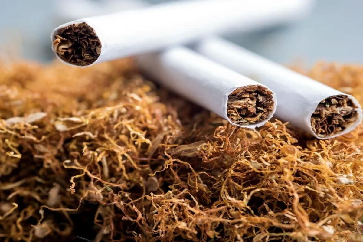 Azərbaycanda tütün istehsalı