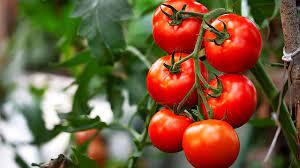 Azərbaycanda pomidor kəskin ucuzlaşdı