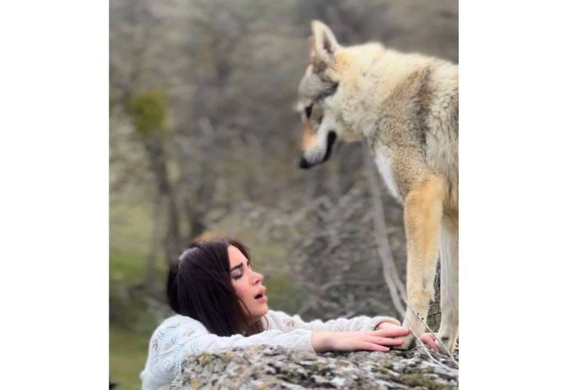 Наедине с волками… Красивая азербайджанская свадьба превращается в трагедию