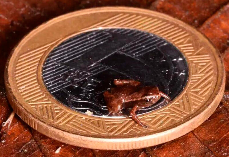В бразильском лесу обнаружили самую маленькую лягушку из известных науке