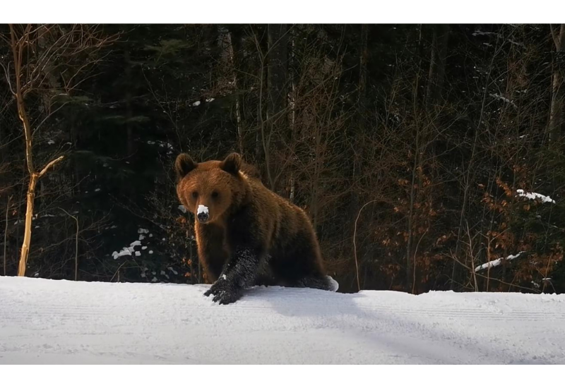 Турист на лыжах угодил в лапы медведю в популярной европейской стране