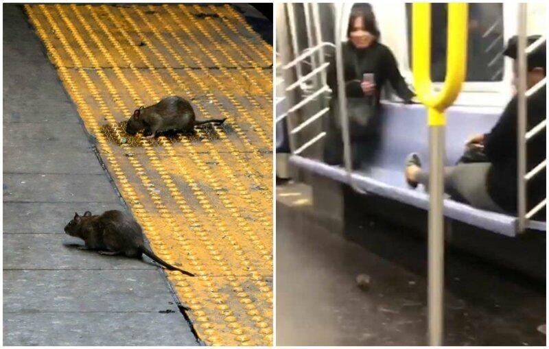 Крысы заполонили метро в Нью-Йорке