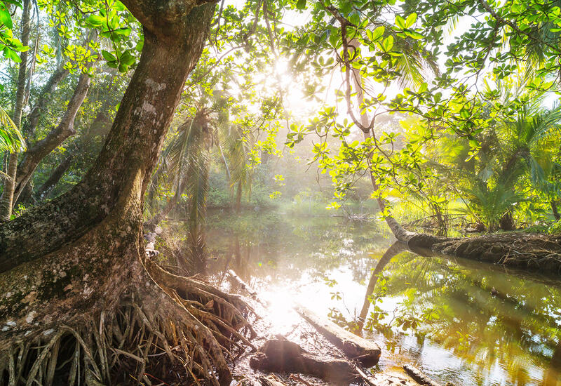 Названа главная причина рекордной засухи в Амазонии